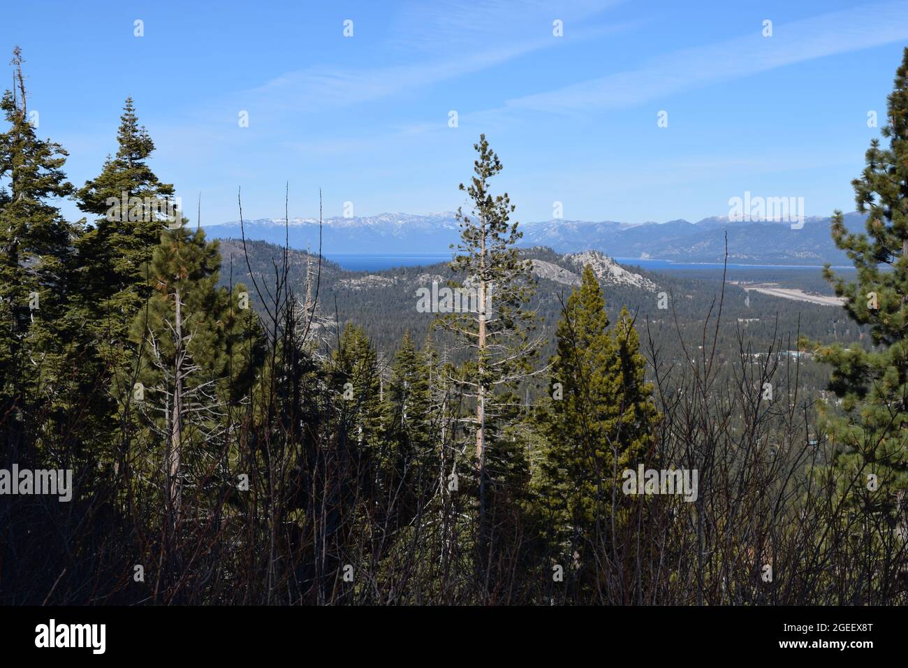 Sierra Tree Tops Stock Photo