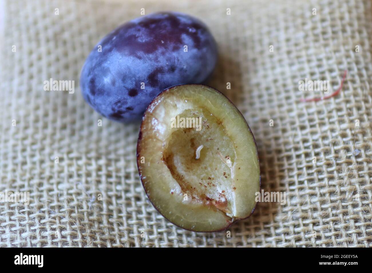 Organic ripe plum with a worm inside. Larva of Plum fruit moth - Grapholita (sometimes Cydia) funebrana in plum fruit. Close up, selective focus Stock Photo