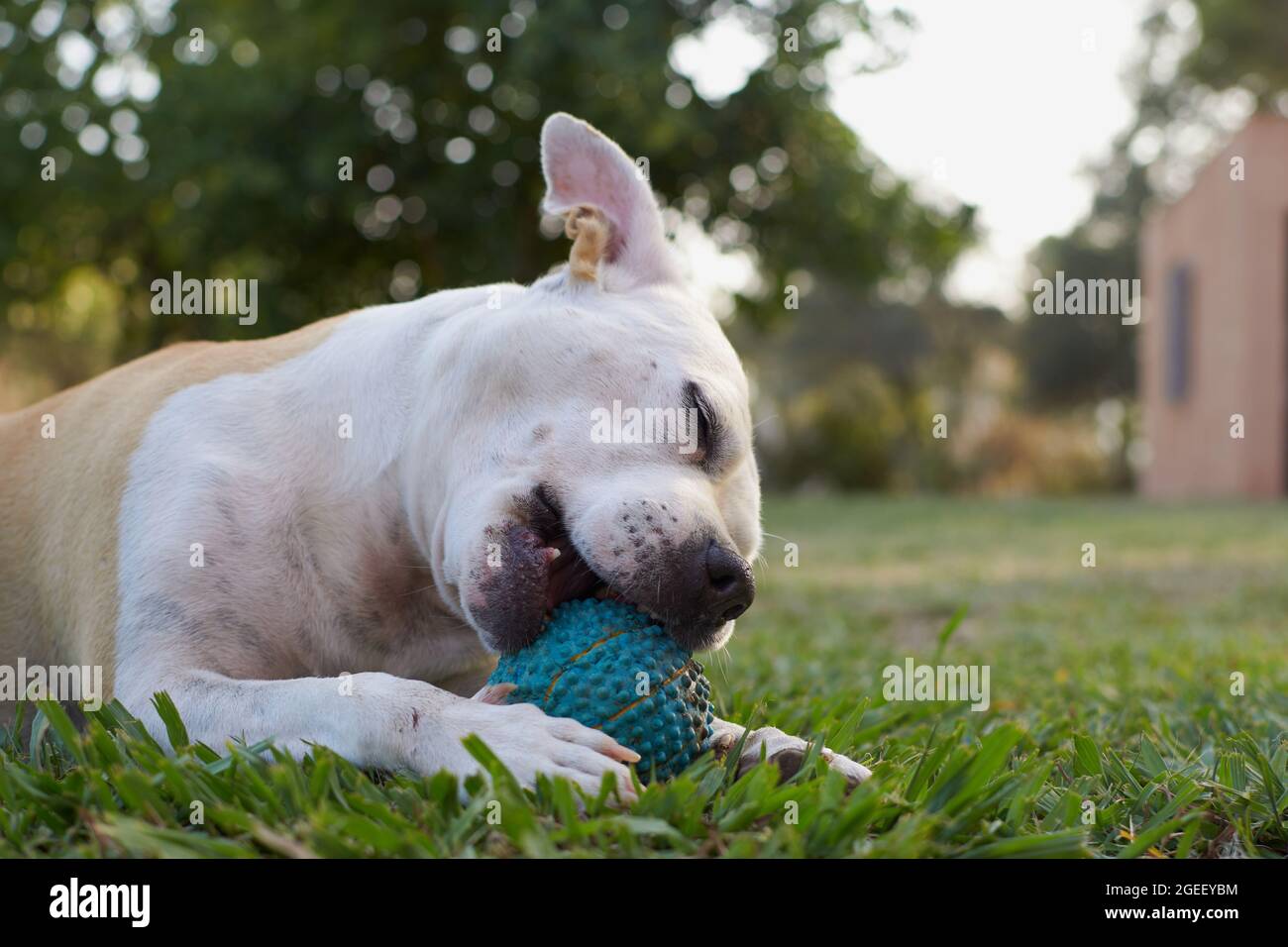 Brown and white american staffordshire terrier dog playing in a garden with a blue ball Stock Photo