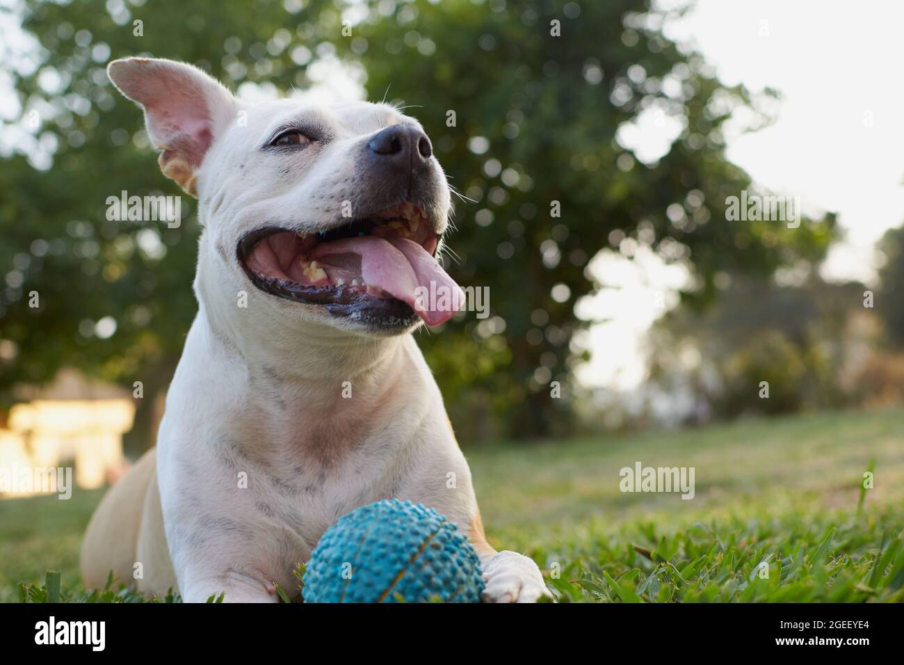 Brown and white american staffordshire terrier dog playing in a garden with a blue ball Stock Photo