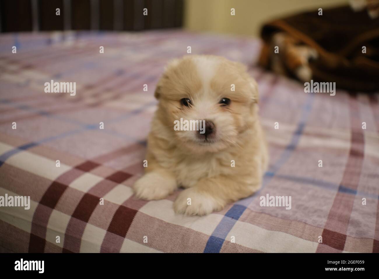 Shot of the fluffy, cute, small, blonde dog laying on a bed and ...