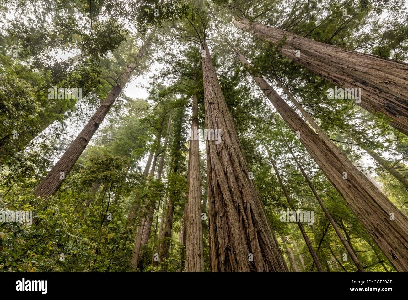 Tops of giant redwood trees lost in the coastal fog near the Tall Trees Grove in Redwood