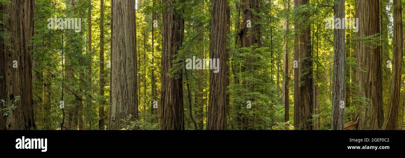 A wide angle slice of the Stout Grove in Jedediah Redwoods State Park, California. Stock Photo