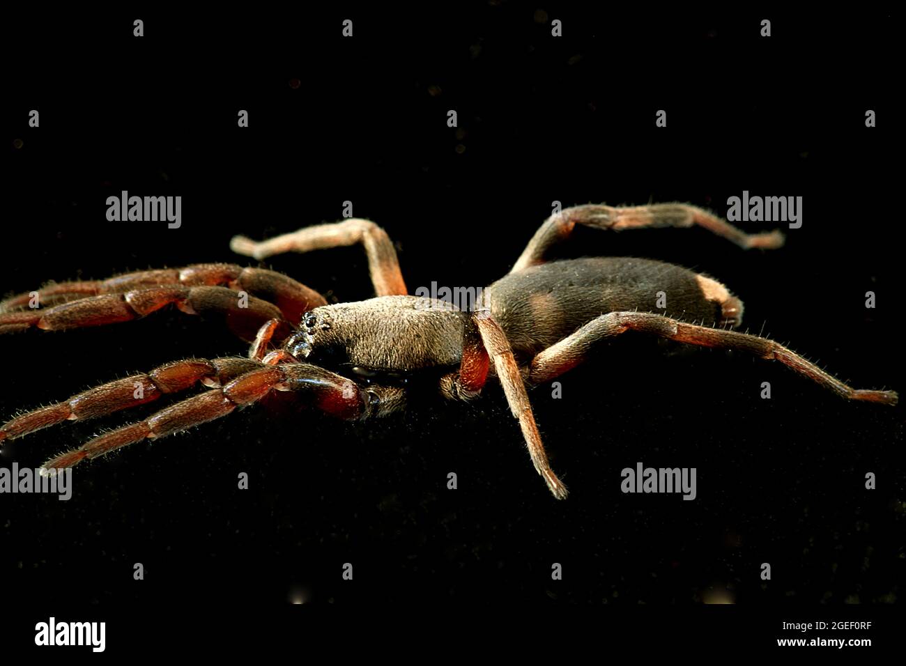 Poisonous white tailed spider (Lampona cylindrica Stock Photo Alamy