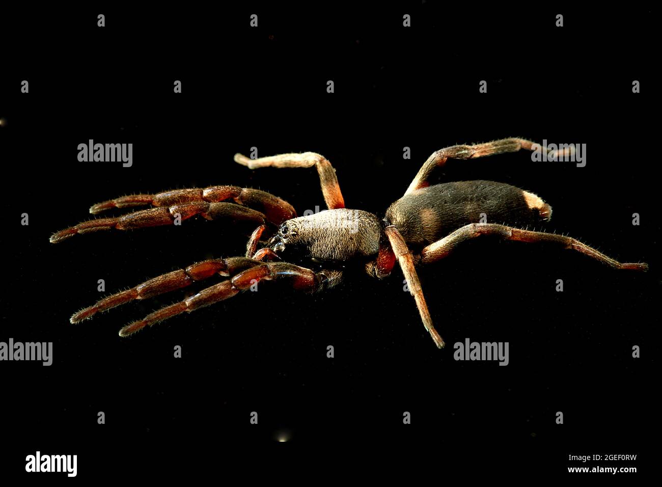 Poisonous white tailed spider (Lampona cylindrica Stock Photo Alamy