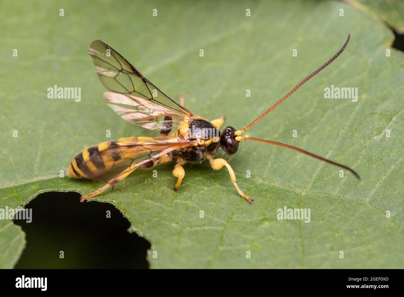 ichneumonid Wasp (Colpotrochia crassipes) Stock Photo