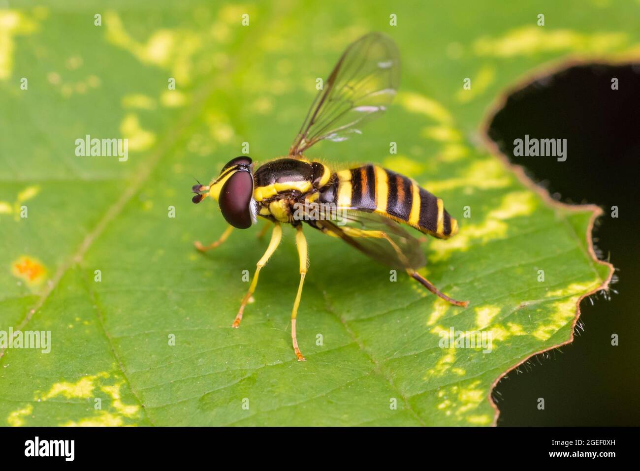 Hover Fly (Xanthogramma flavipes) - Female Stock Photo