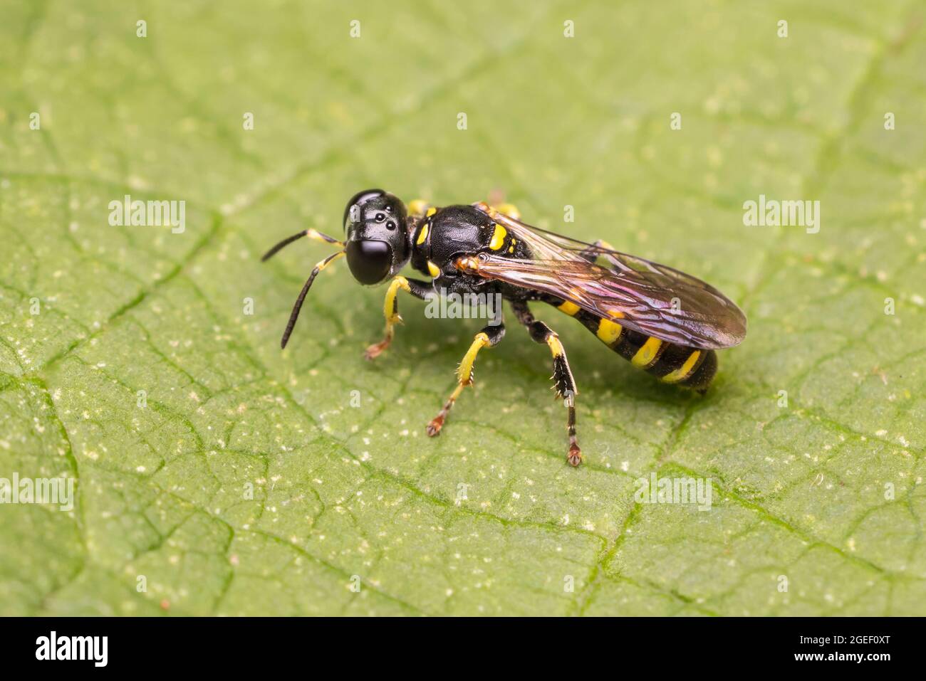 Square-headed Wasp (Crabro sp.) Stock Photo