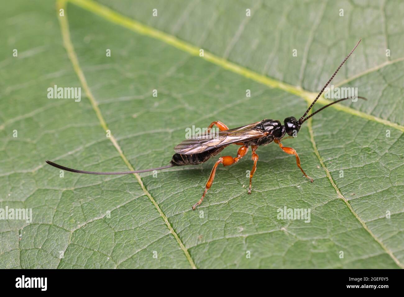 Ichneumonid Wasp (Odontocolon ochropus) - Female Stock Photo