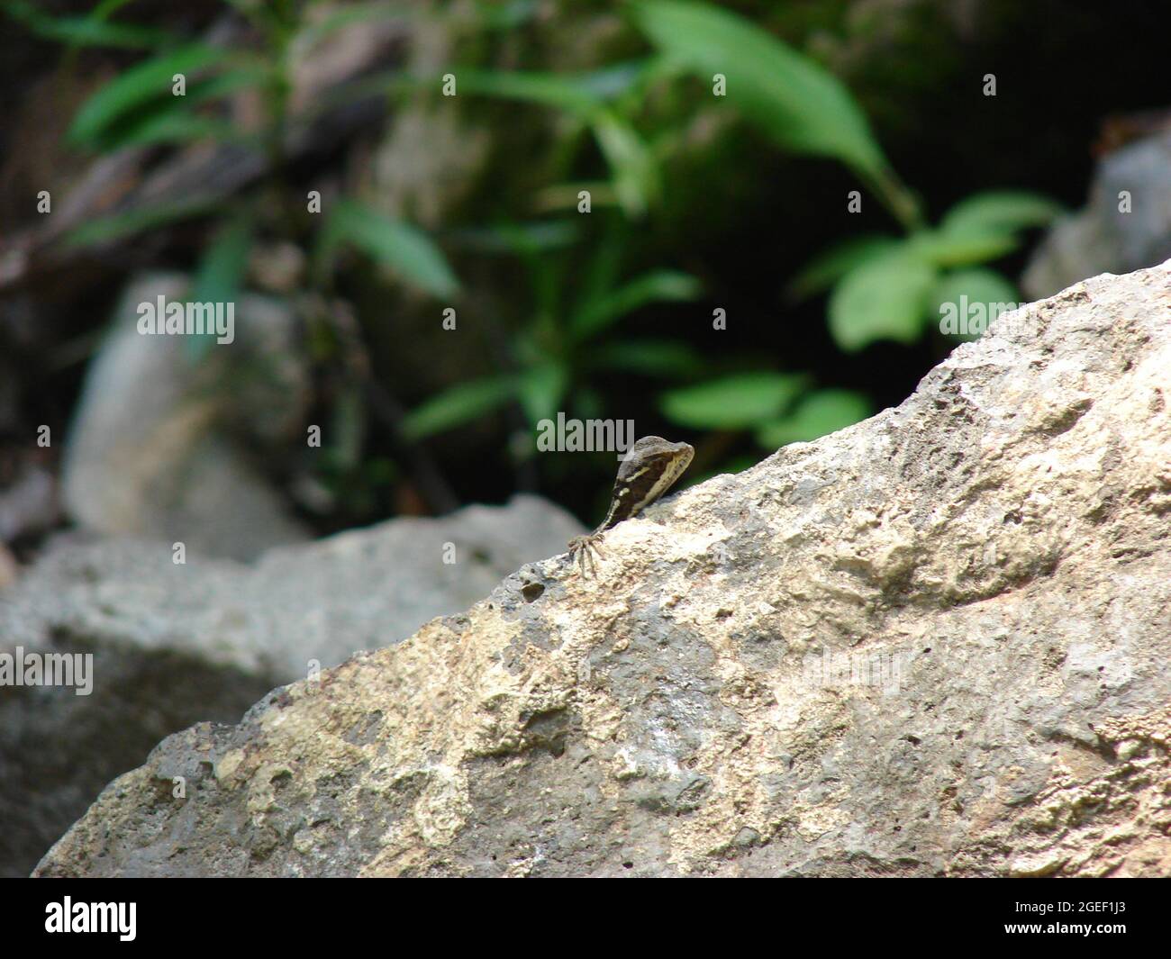 A female brown basilisk, Basiliscus vittatus, peeking from behind a rock Stock Photo