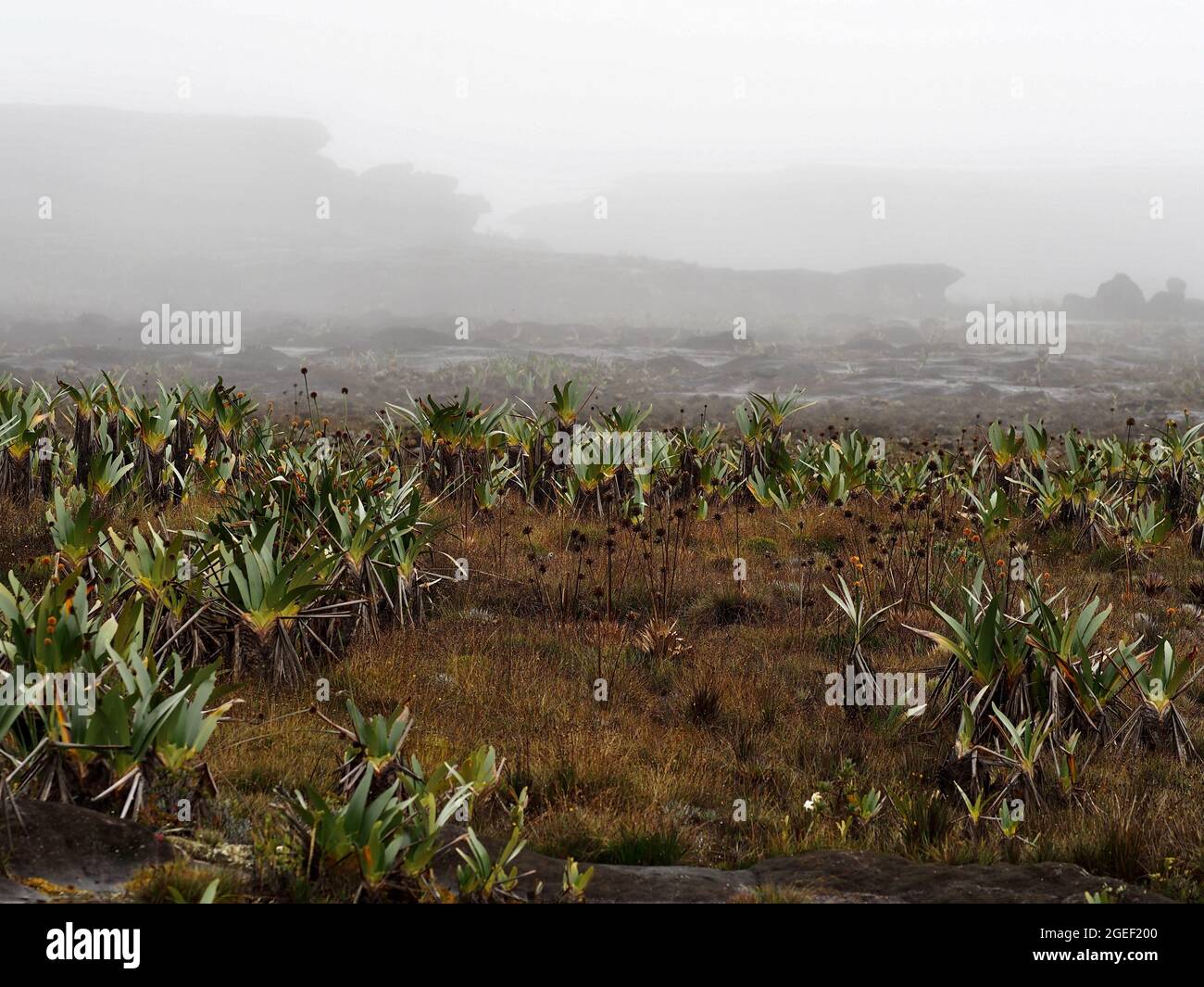 Landscape of a field covered in brocchinia hechtioides and dried grass on a foggy day Stock Photo