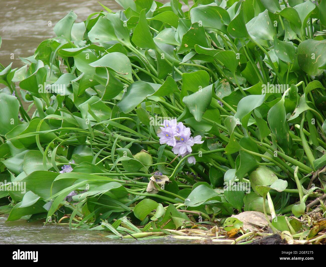Water Hyacinth on Rio Tempisque, Costa Rica Stock Photo