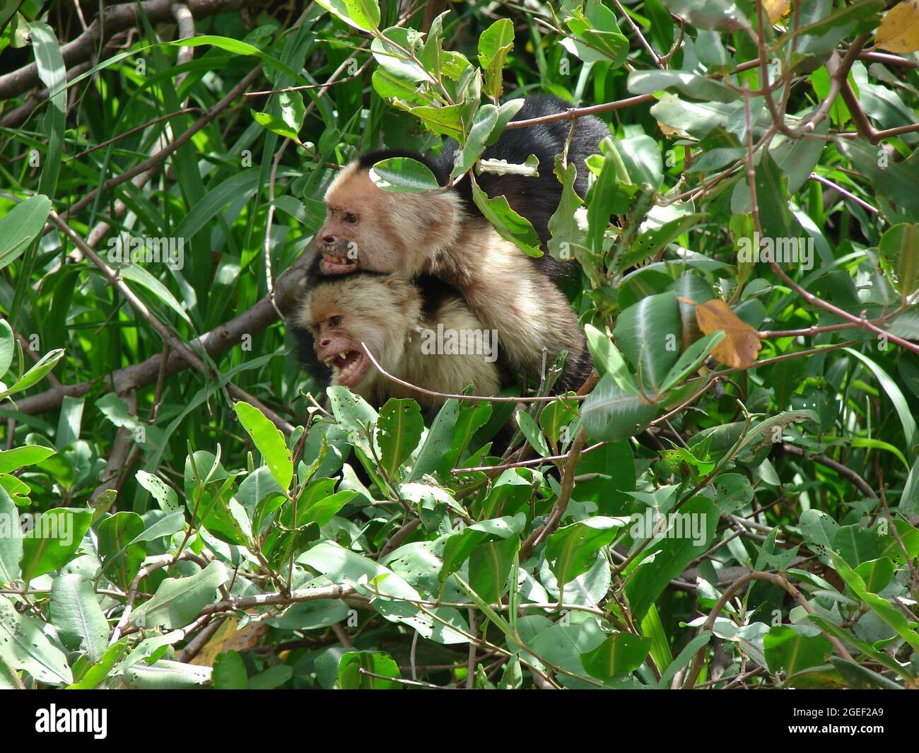 White-faced capuchin monkeys in Costa Rican forest Stock Photo