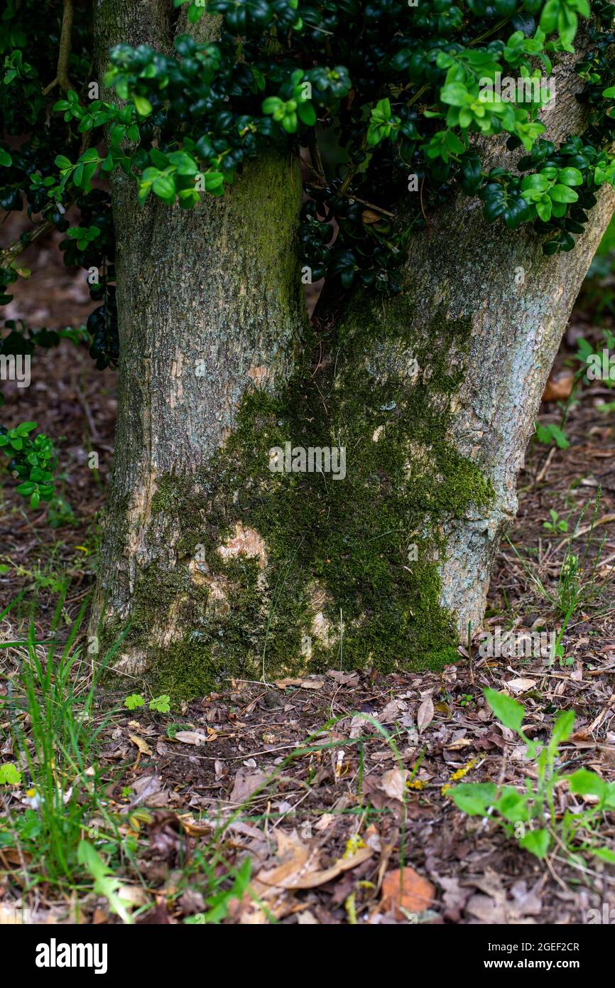 Buxus sempervirens trunk base Stock Photo - Alamy