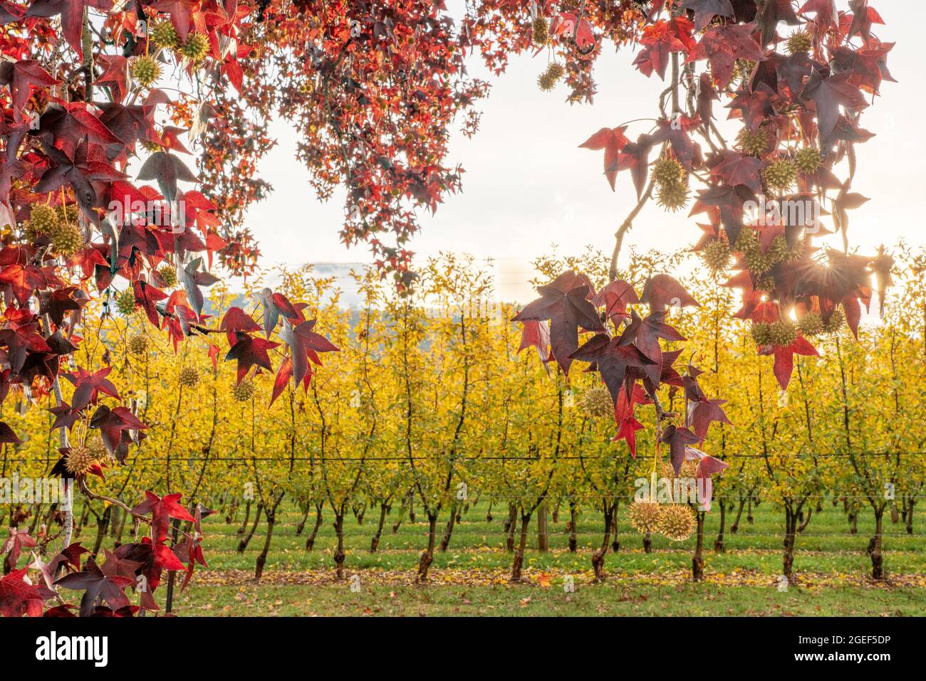Beautiful small tree rows in the field with autumn foliage in Bright ...