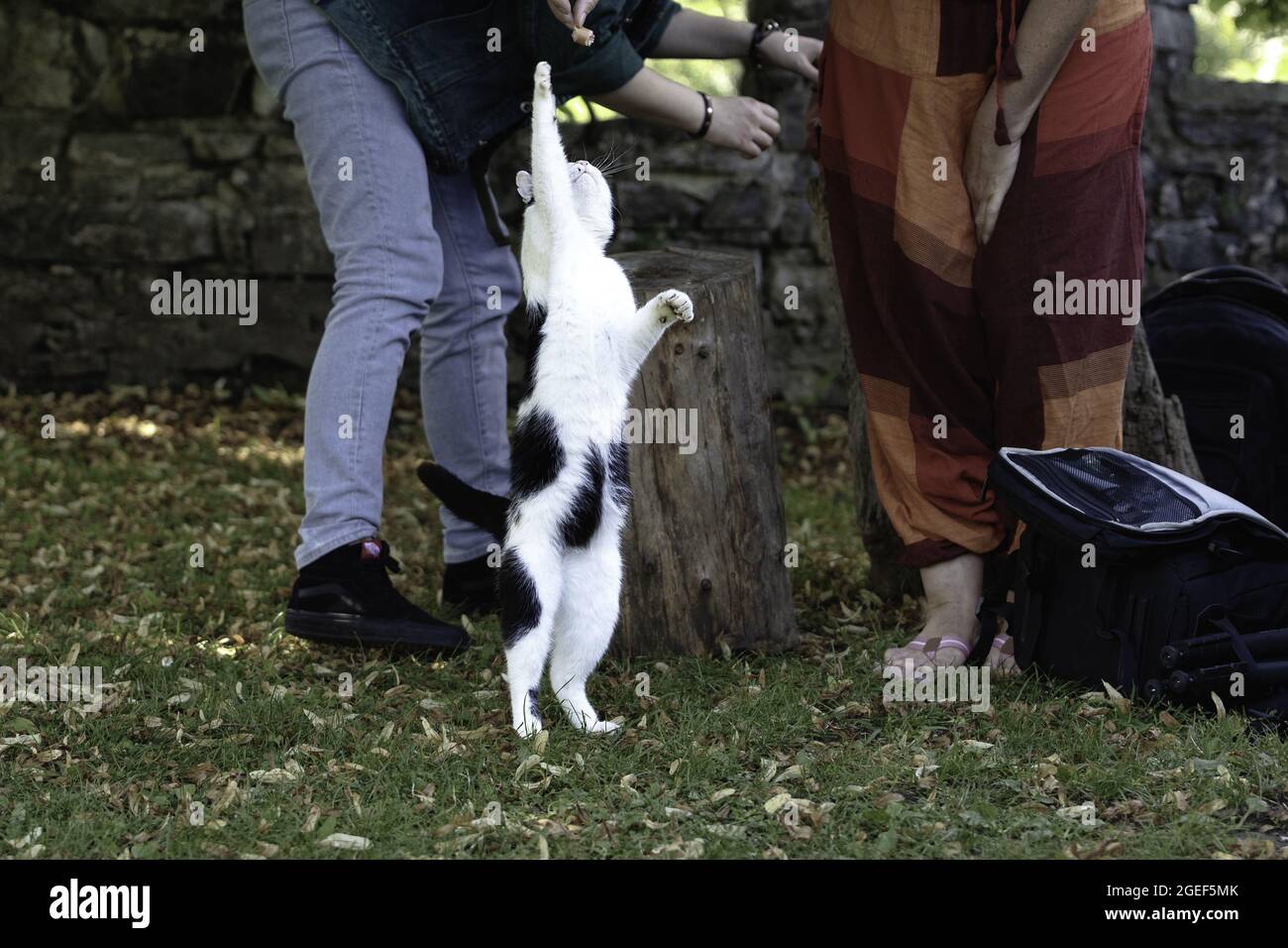 Closeup shot of a funny cat trying to catch a piece of bread in the garden Stock Photo