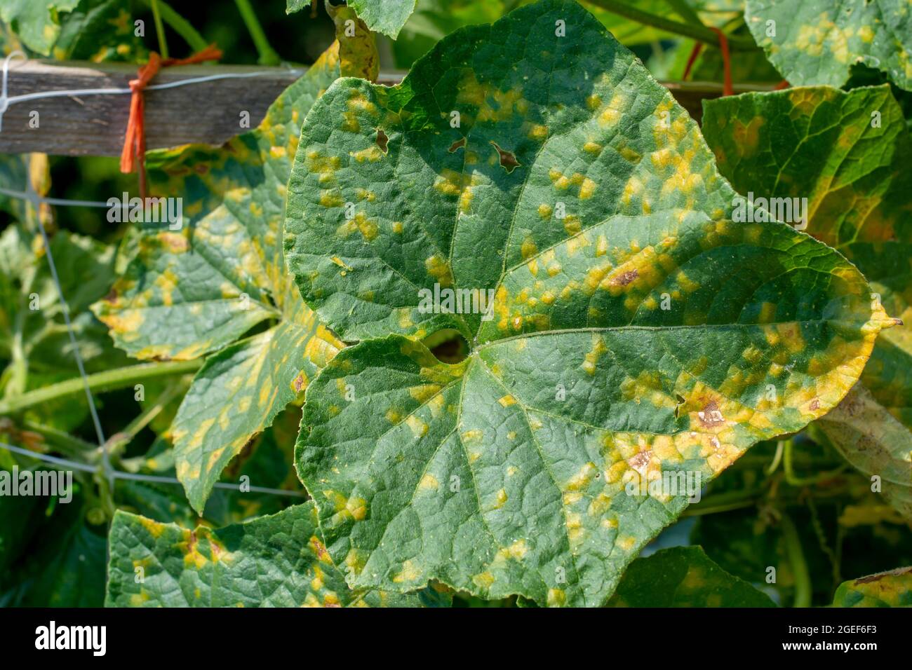 Cucumber leaves infected by downy mildew (Pseudoperonospora cubensis) in the garden. Cucurbits disease. Stock Photo