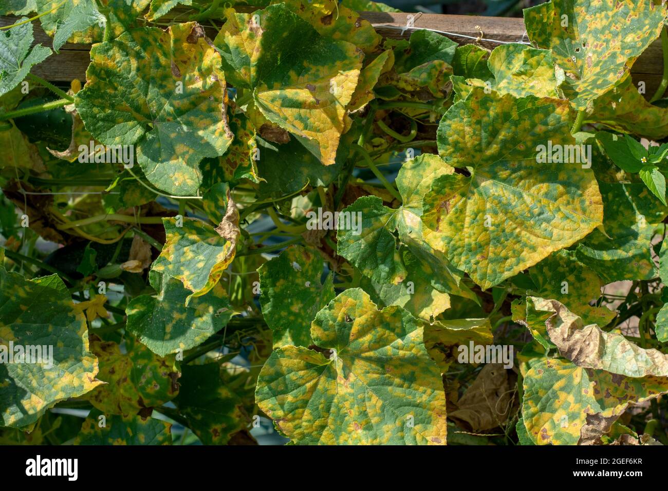 Cucumber leaves infected by downy mildew (Pseudoperonospora cubensis) in the garden. Cucurbits disease. Stock Photo