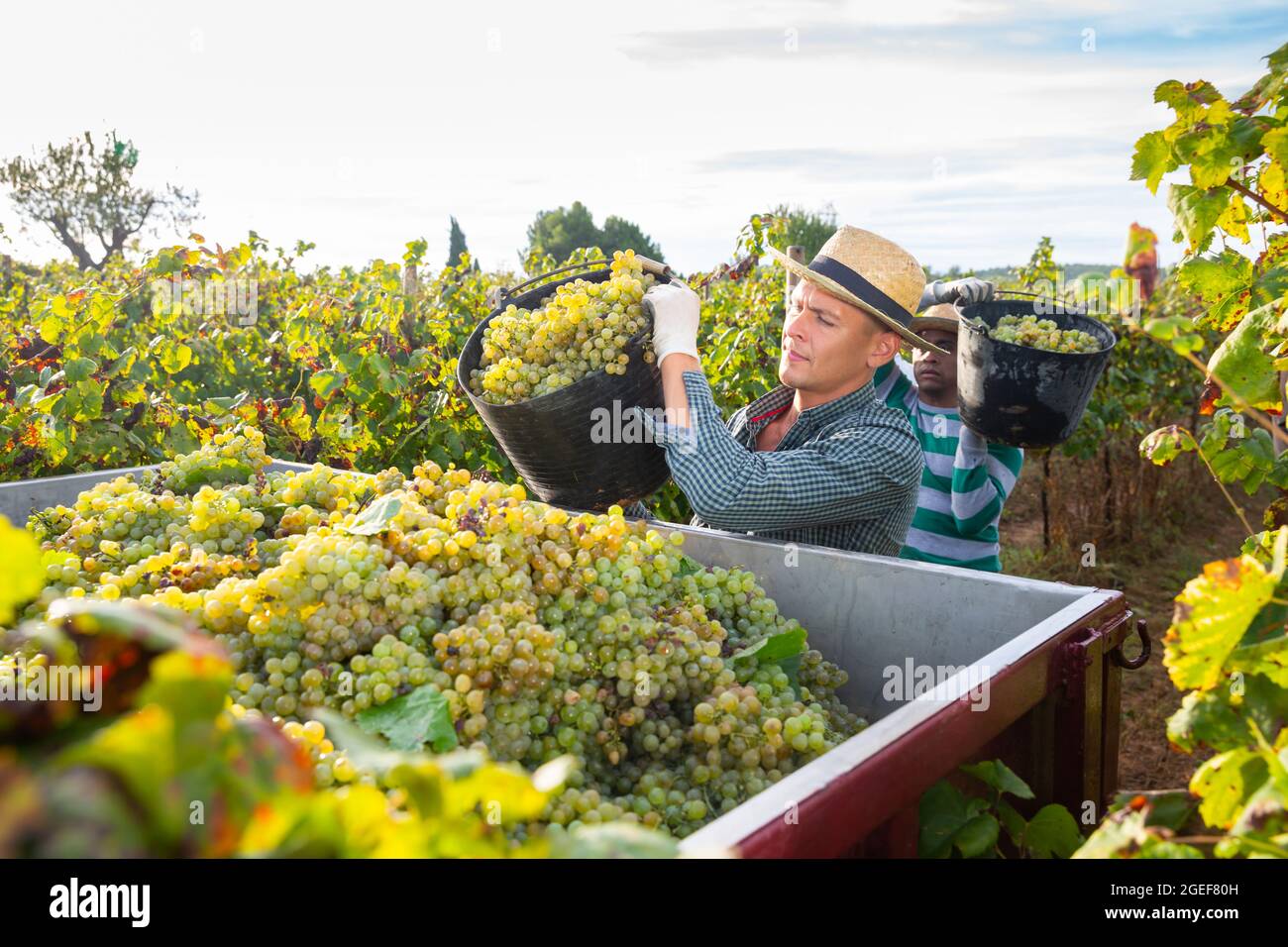 Man picking ripe grapes in truck during harvest in vineyard Stock Photo ...