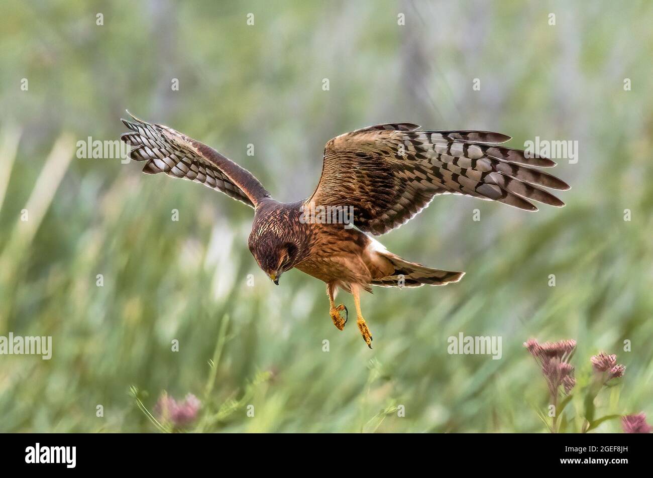 An image of a hawk in flight, hovering closely above the ground, in search of prey. The winds are outstretched and the legs and claws extended. Stock Photo