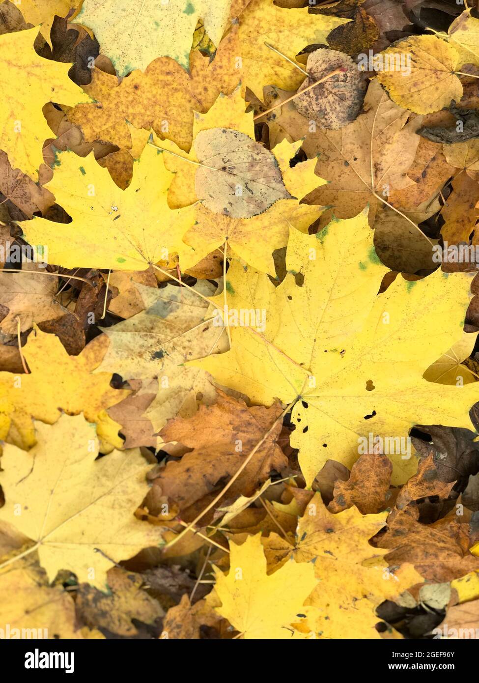 Carpet of yellow leaves hi-res stock photography and images - Alamy