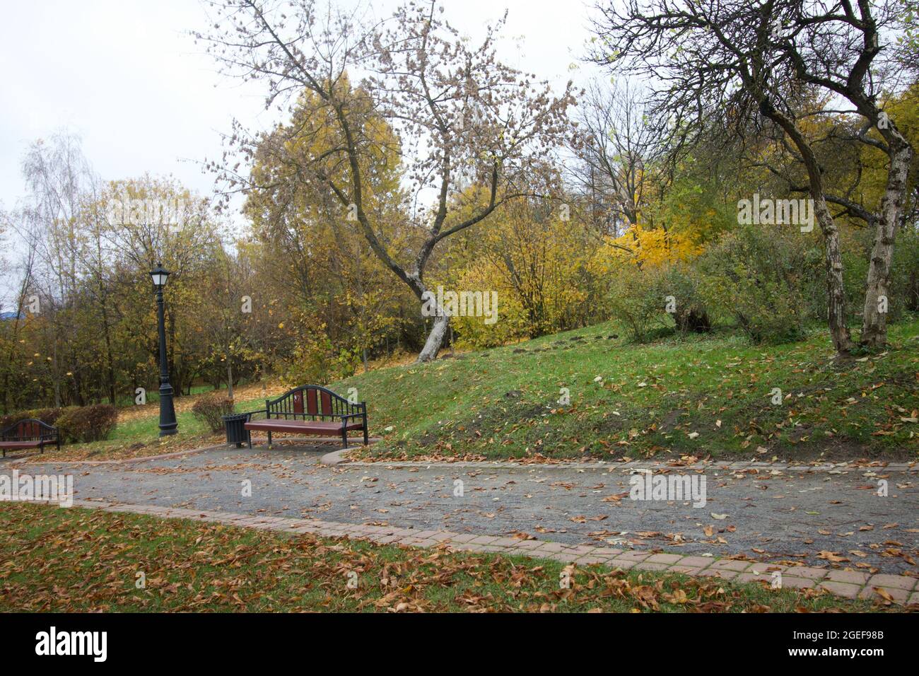 Autumn trees with yellow leaves in the city park. Autumn landscape ...