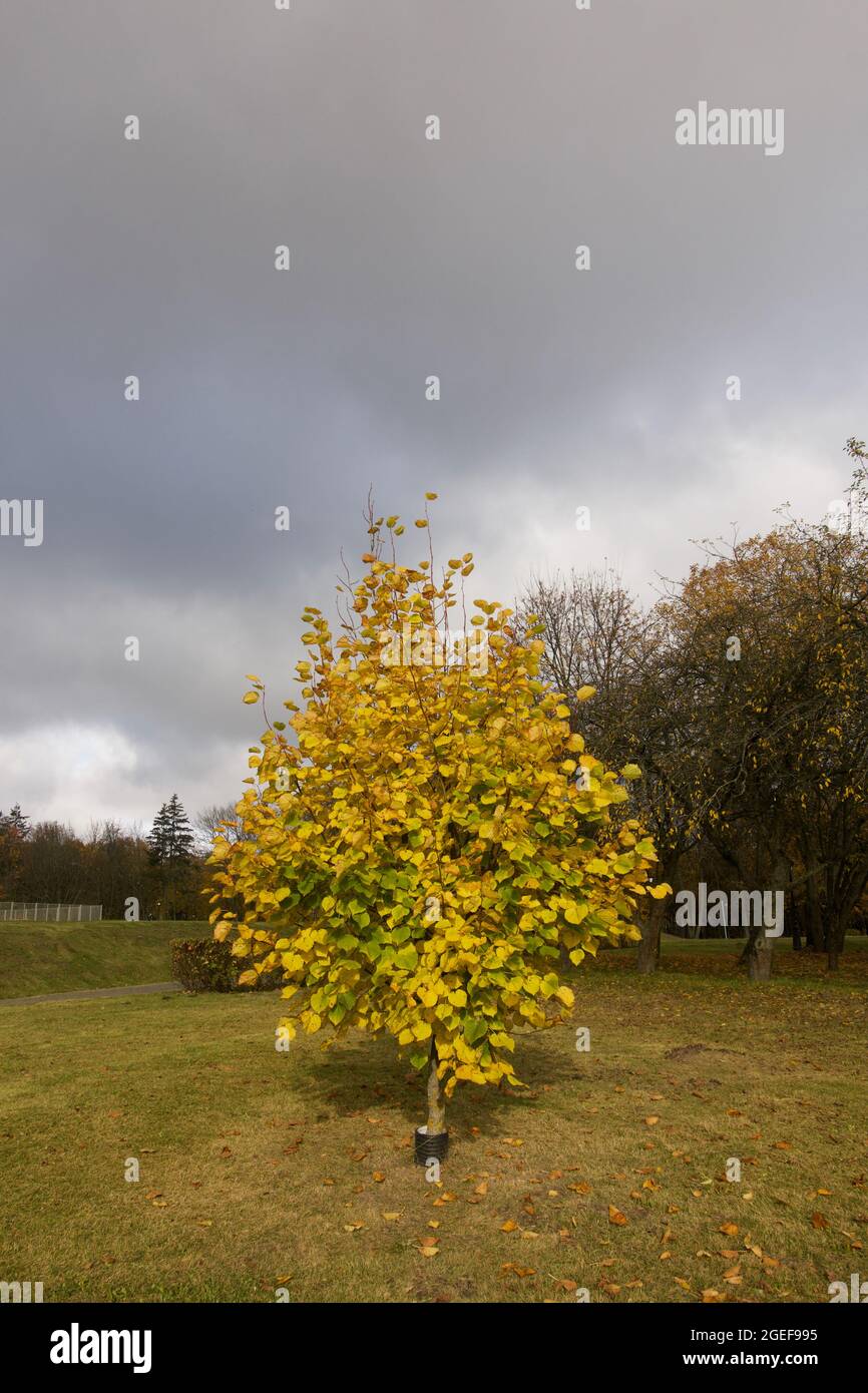 Autumn trees with yellow leaves in the city park. Autumn landscape ...