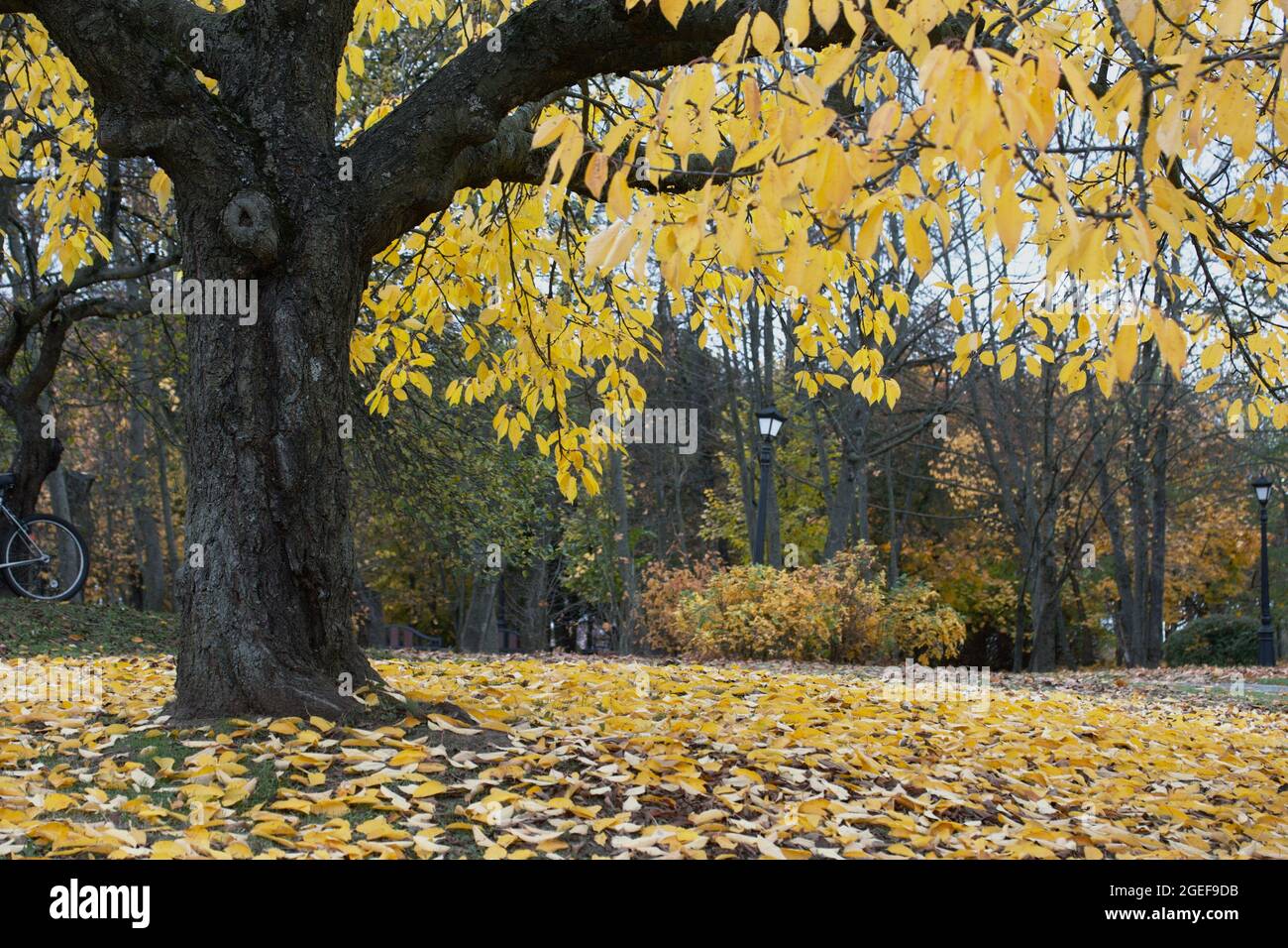 Autumn trees with yellow leaves in the city park. Autumn landscape ...