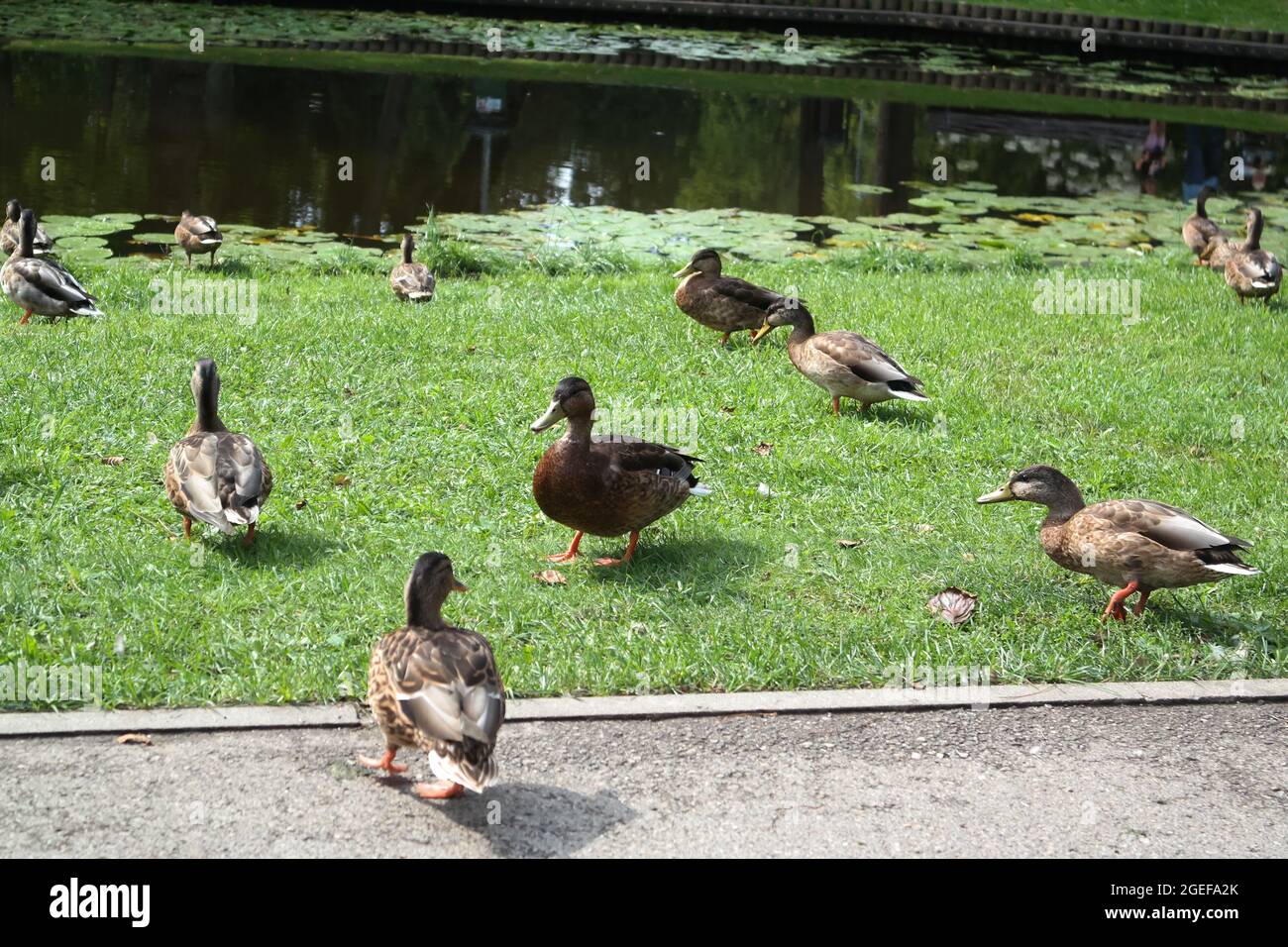 Beautiful shot of ducks near the lake with Emergent plants Stock Photo