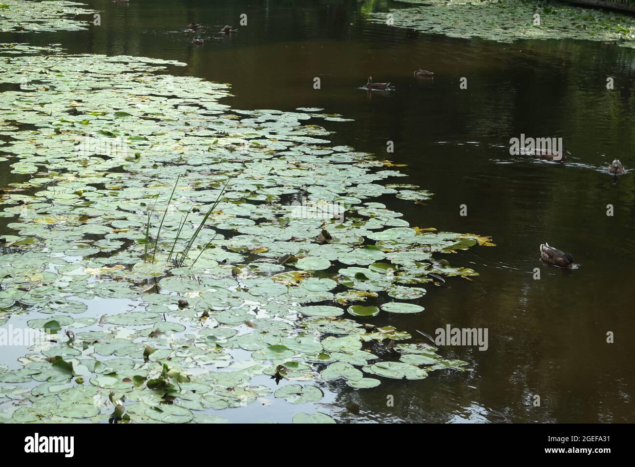 Beautiful shot of ducks and Emergent plants in a lake Stock Photo