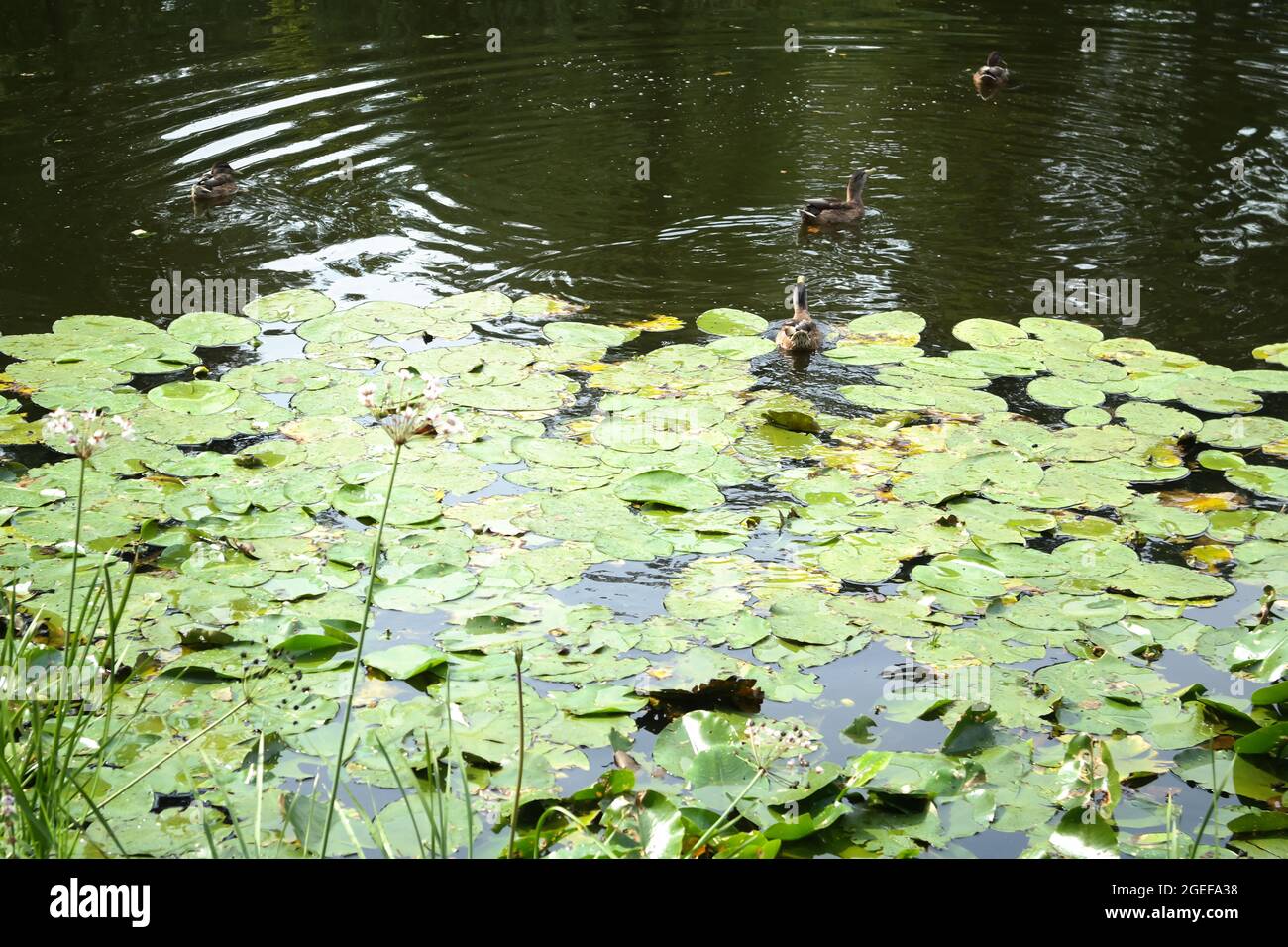 Beautiful shot of ducks and Emergent plants in a lake Stock Photo