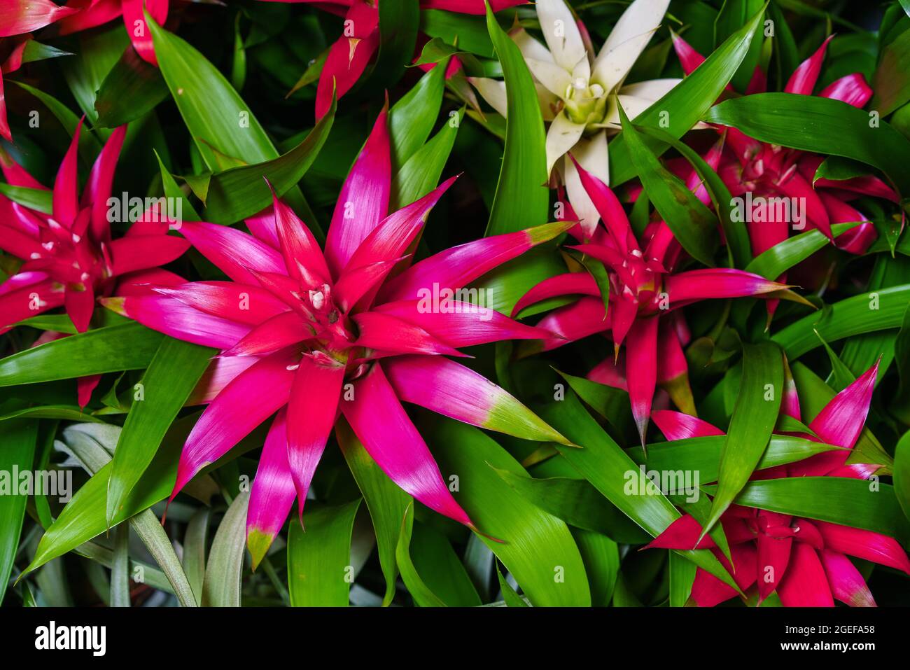 Indoor red bromeliad flower close-up, this is flowering plant from bromeliad family, a symbol of good luck in the new year. View from the top as a natural background. Stock Photo