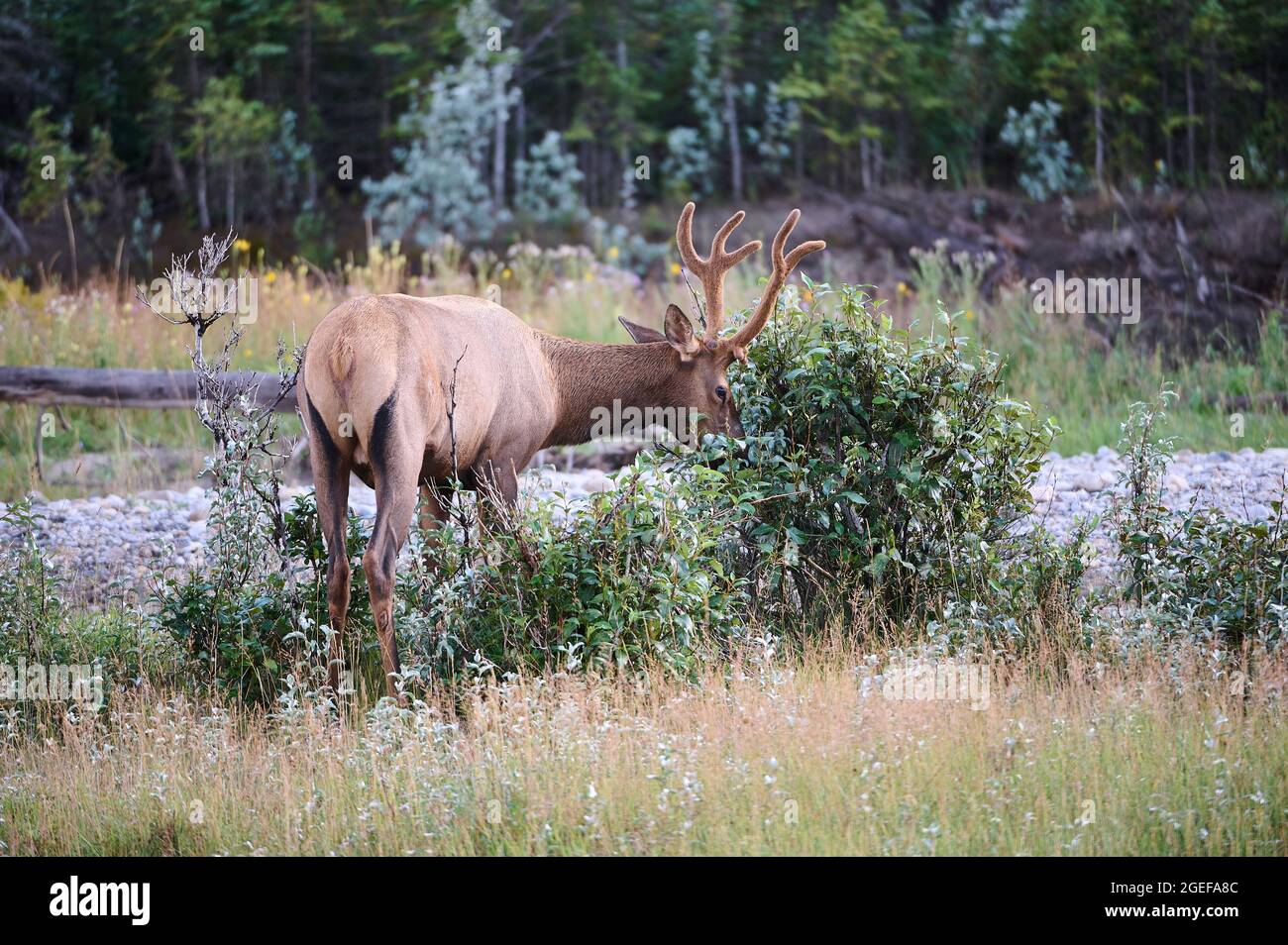 Bull Elk (Wapiti), (Cervus canadensis), (Cervus elaphus) Bow River, Canmore, Alberta, Canada Stock Photo