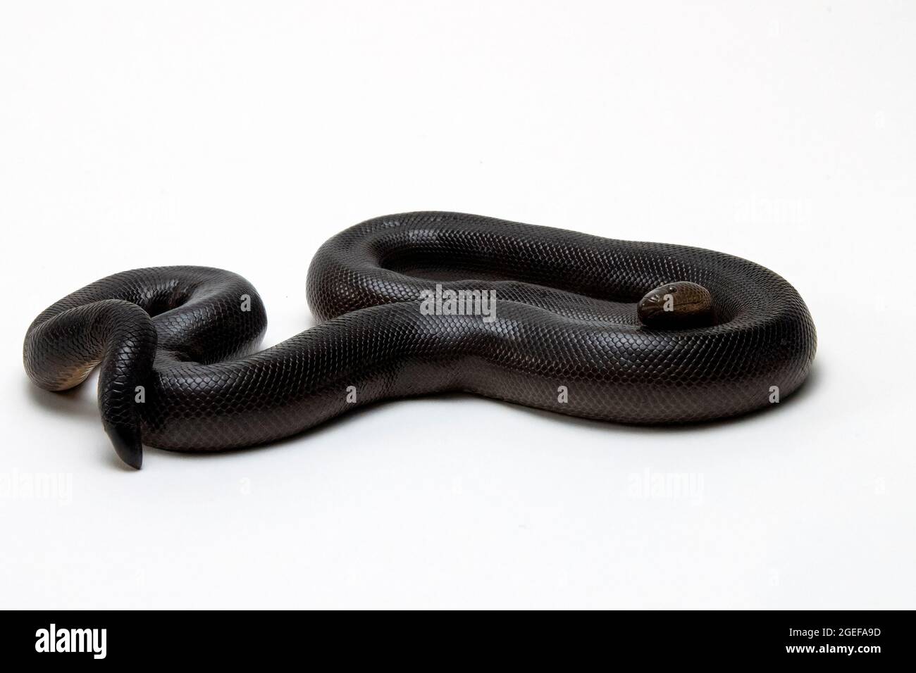 Rubber Boa Isolated ona White Background Stock Photo Alamy