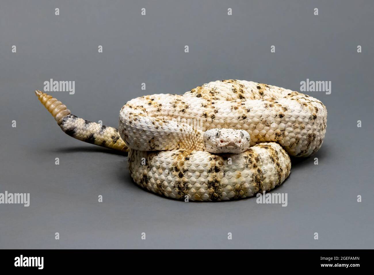 White Speckled Rattlesnake Isolated on a Grey Background Stock Photo
