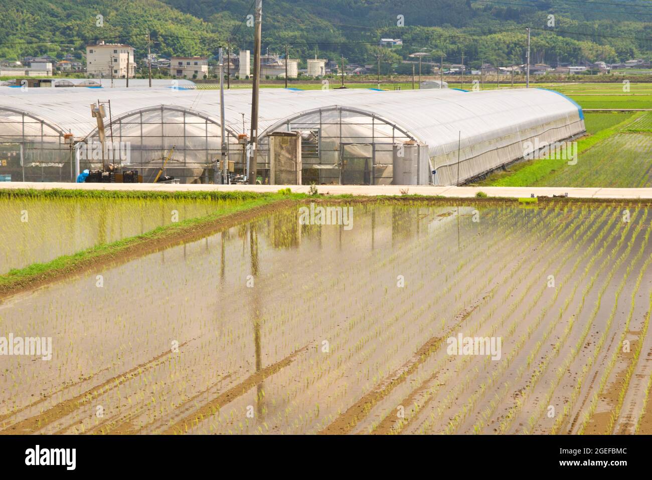 Japan greenhouse hi-res stock photography and images - Alamy