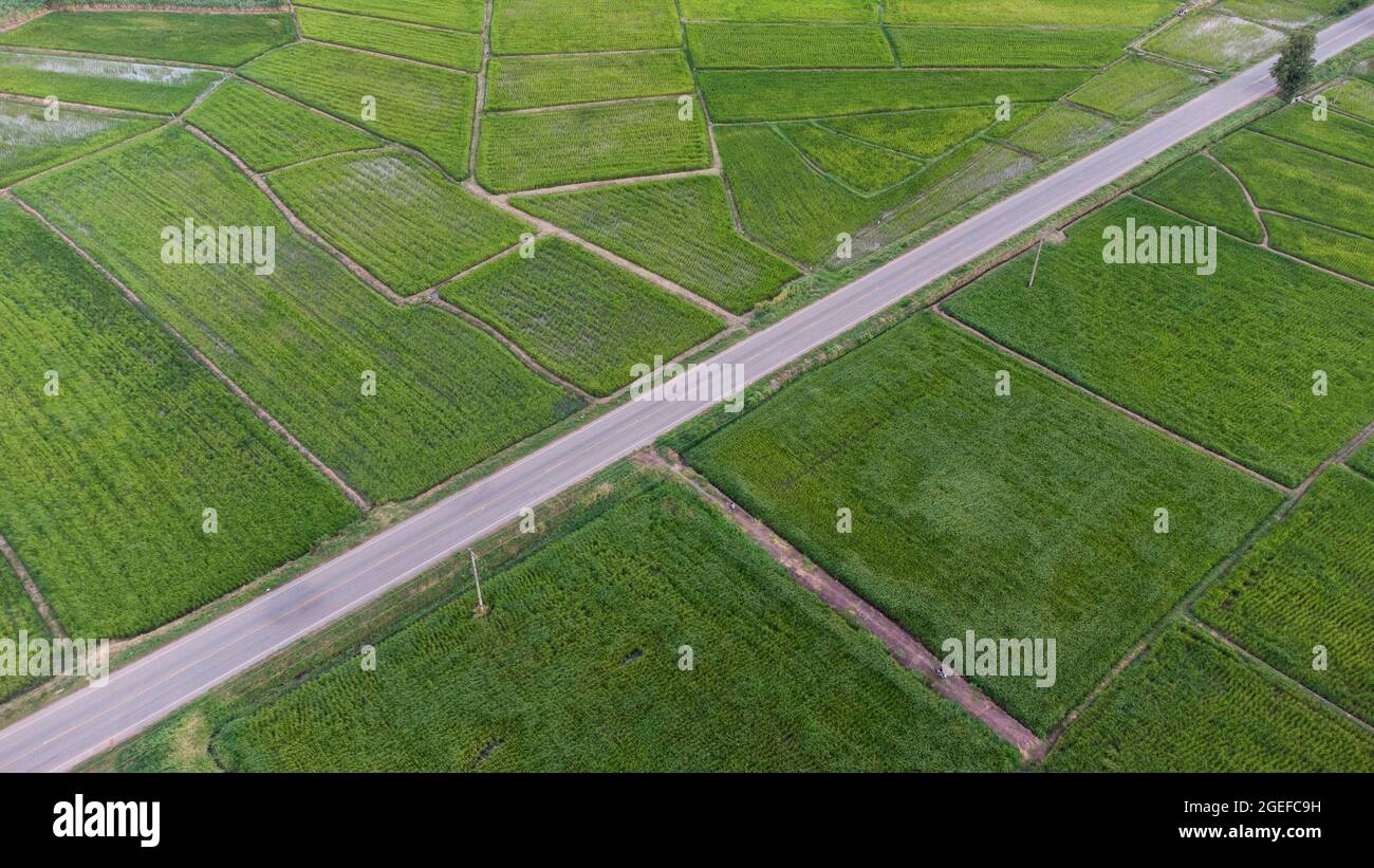 Aerial view of a rice fields in Thailand. green rice fields nature ...