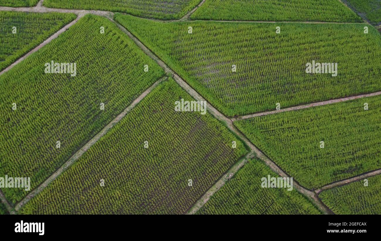 Aerial view of a rice fields in Thailand. green rice fields nature ...