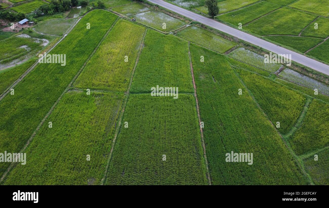 Aerial view of a rice fields in Thailand. green rice fields nature ...