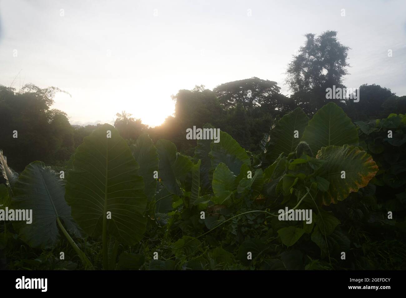 Close up of healthy growing tropical plants in early evening sunlight Stock Photo