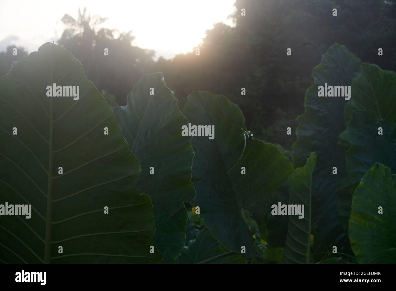 Close up of healthy growing tropical plants in early evening sunlight Stock Photo
