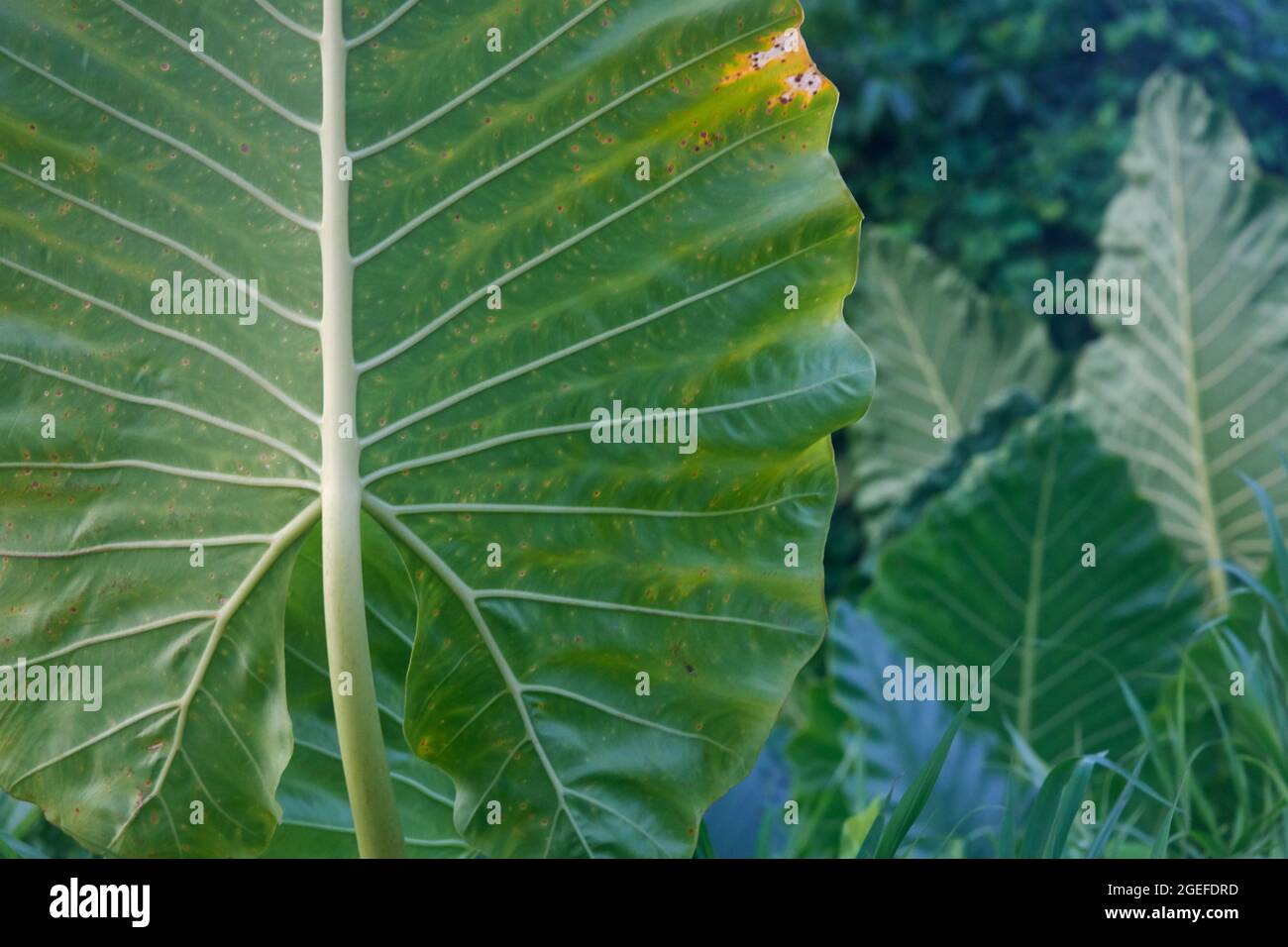 Close up of healthy growing tropical plants in early evening sunlight Stock Photo