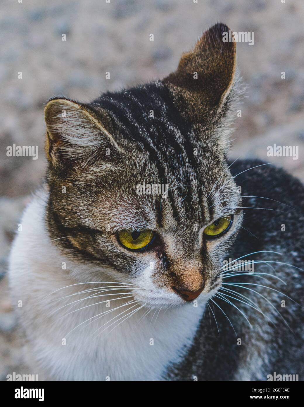 Cute look of a domestic cat (pet) in an everyday situation Stock Photo