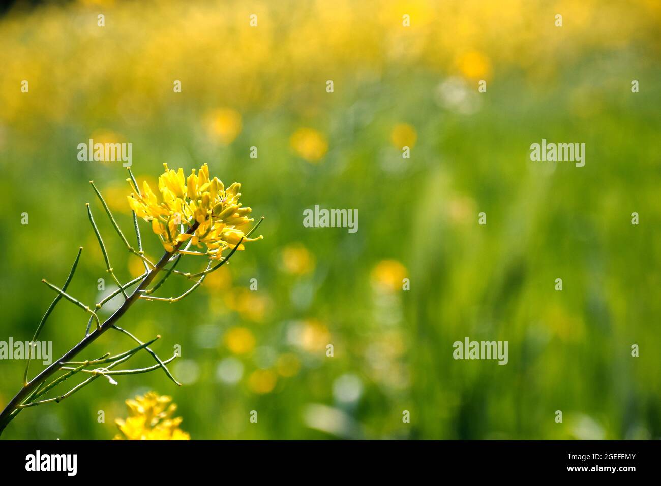 Beautiful yellow flowers of mustard in Indian fields. selective attention Stock Photo