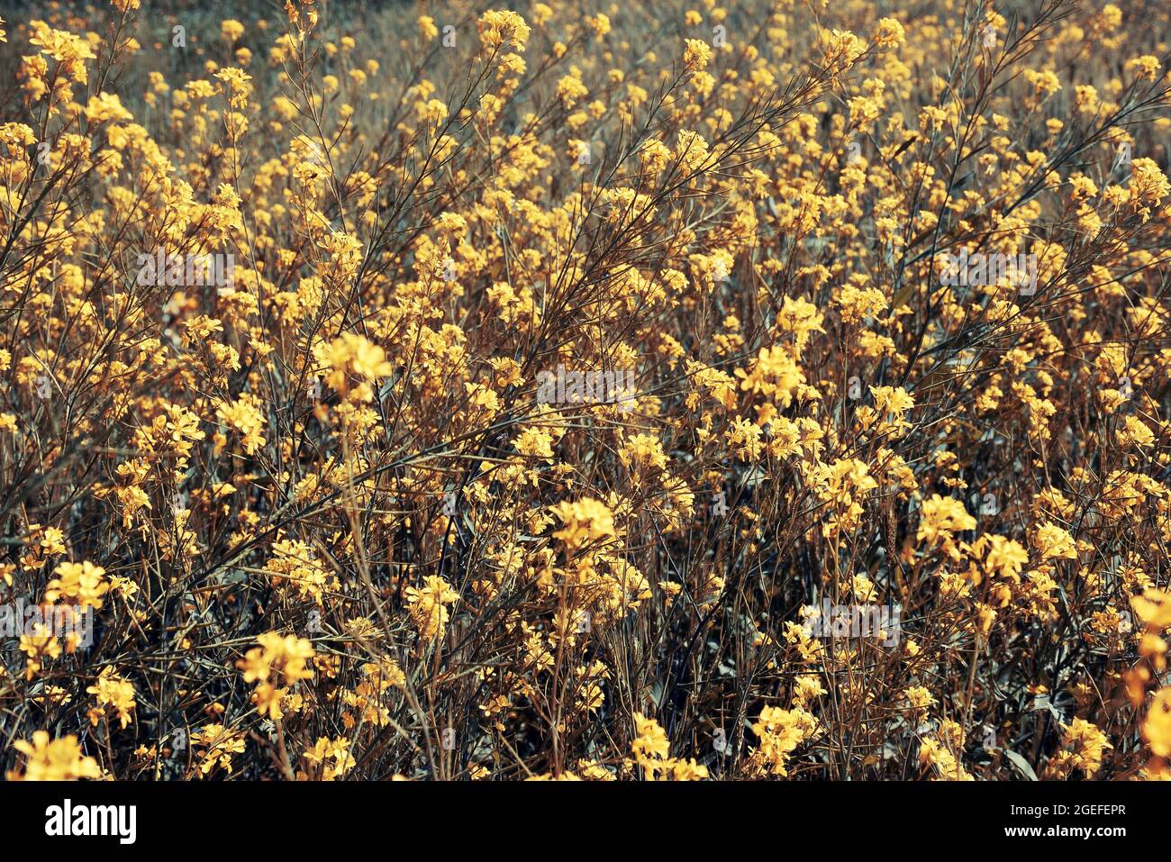 Beautiful yellow flowers of mustard in Indian fields. selective attention Stock Photo