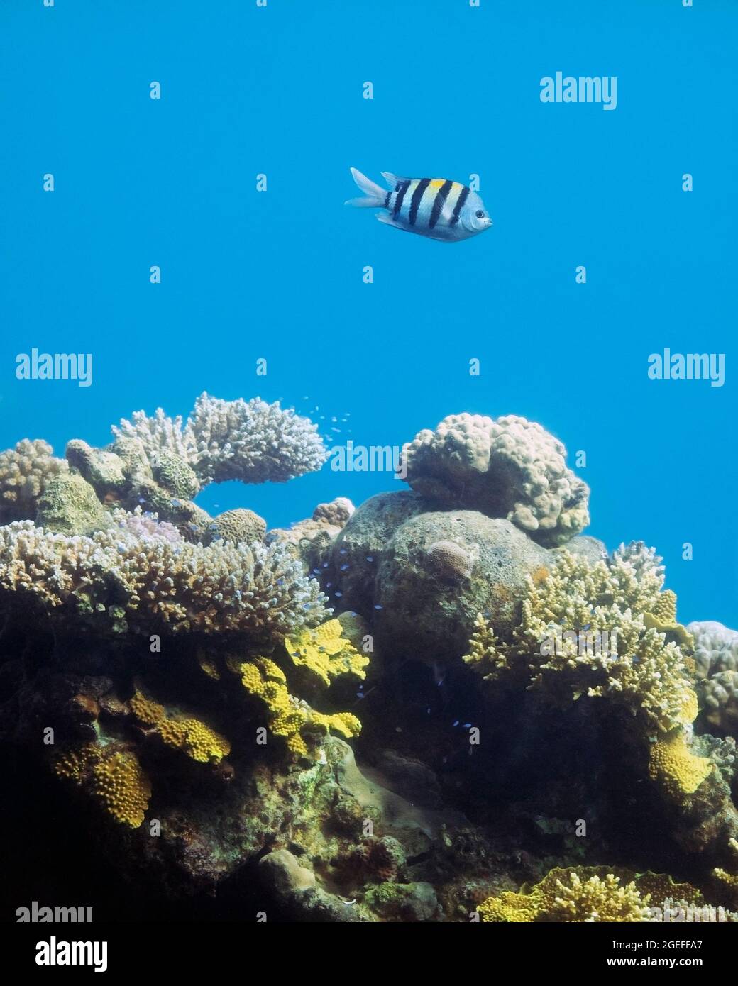 Sergeant major fish swimming in Red Sea coral reef, seen through a ...