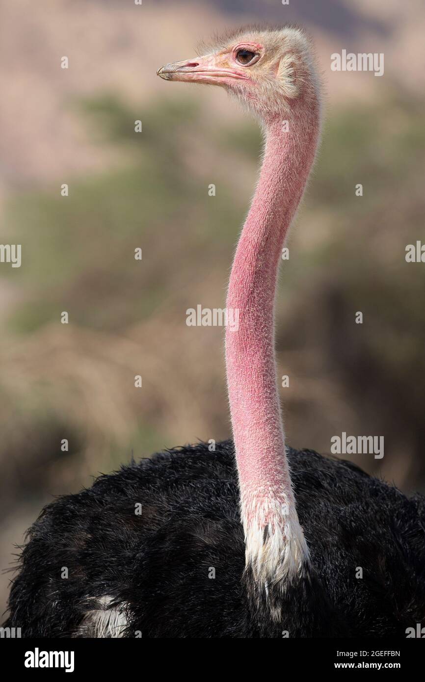Red-necked ostrich male close up in a Negev desert wildlife sanctuary and breeding center. Struthio camelus camelus Stock Photo