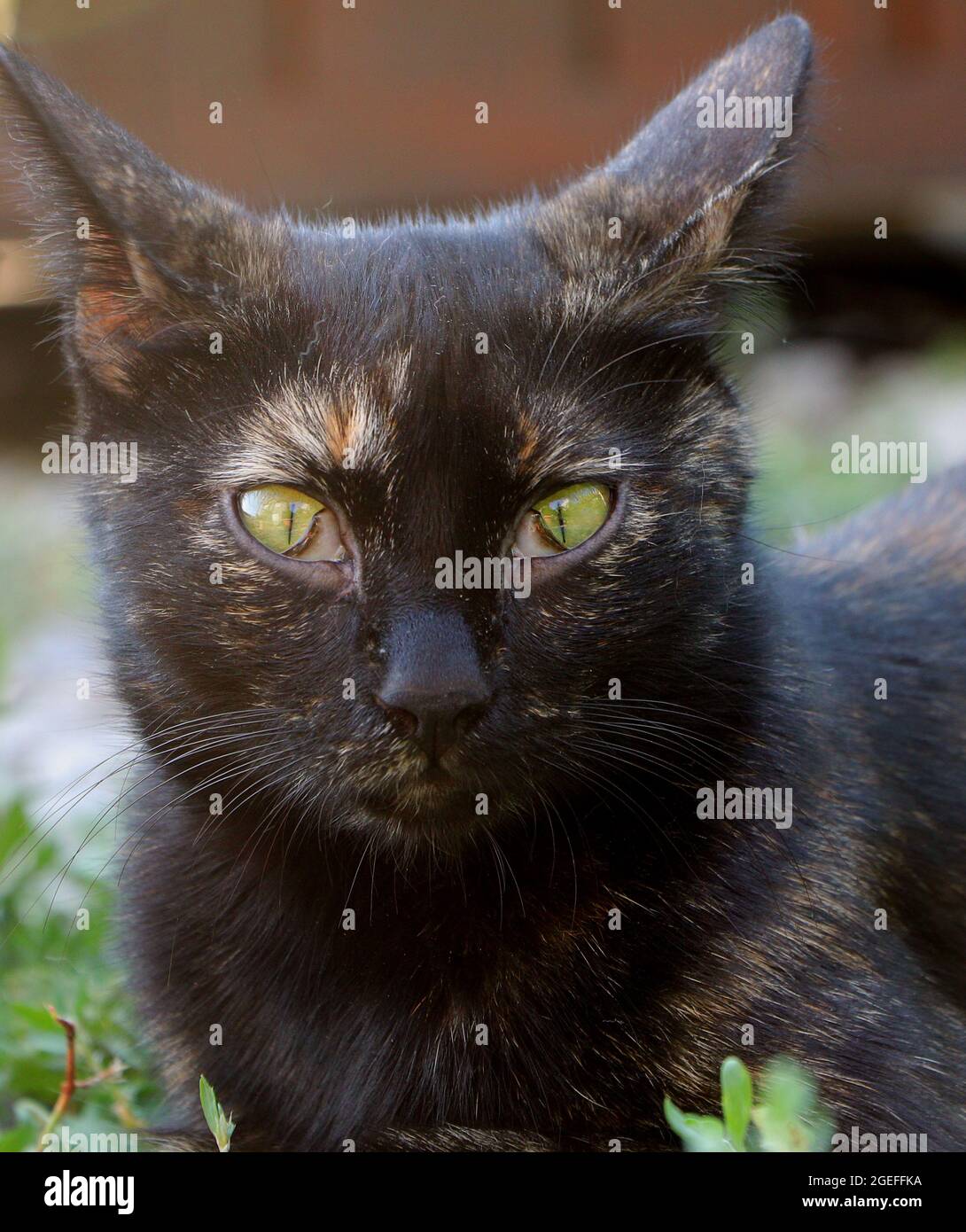 Cat with third eyelid cat. Cat with sore eyes Stock Photo