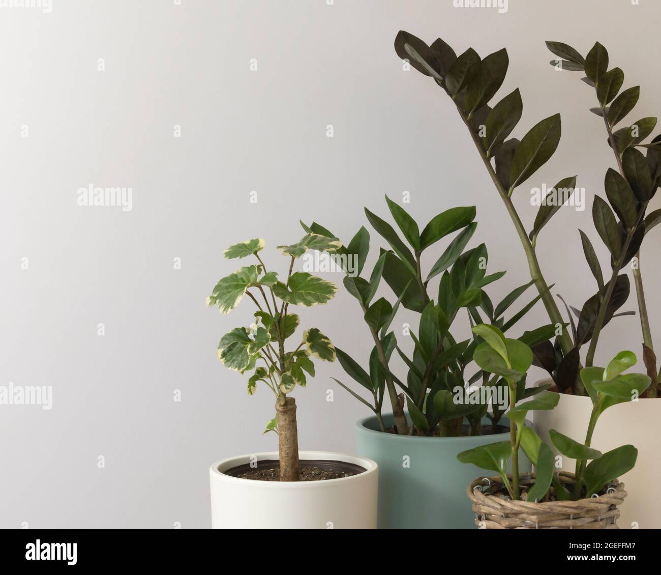 indoor plants on a gray background Stock Photo
