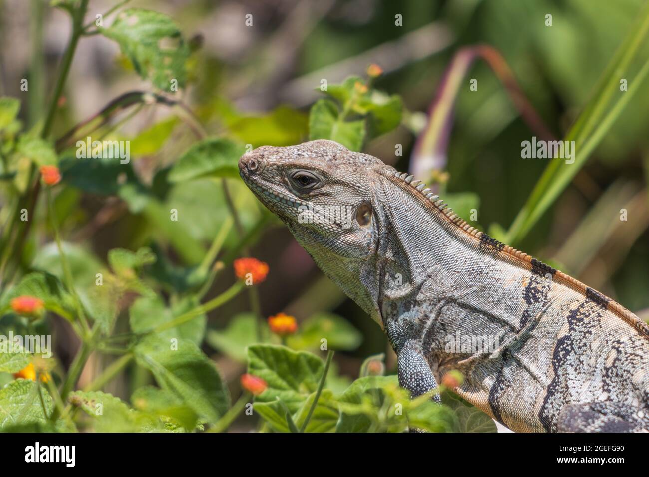 Closeup shot of Spiny-Tailed Iguana (Ctenosaura similis) among beautiful flowers Stock Photo